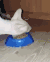 喵星人 吃饭 猫粮 眼神