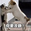 萌宠 汪星人 你要冷静 淡定 呆萌 可爱