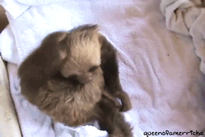 树懒 sloth  挠头