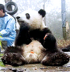 大熊猫 吃东西 可爱死了