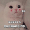 萌宠 猫星人 谁都配不上你 答应我孤独终老好吗 呆萌 可爱