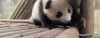 熊猫奇一