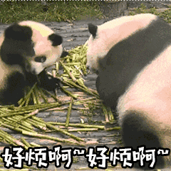 大熊猫 好烦啊 搞笑 可爱