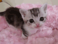 猫咪 呆萌 伸舌头