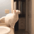 小猫 可爱 白色 萌宠