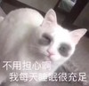 萌宠 猫星人 不用担心啊 我每天睡眠都很充足 呆萌 可爱