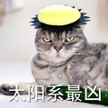 猫咪 搞笑 凶狠 斗图 太阳系最凶