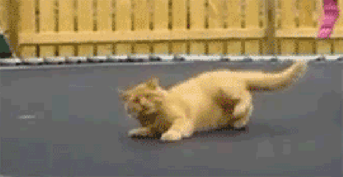 小猫 蹦床 搞笑 震动