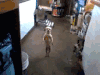 跳舞 狗