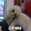 萌宠 喵星人 合作愉快 击掌 呆萌 可爱