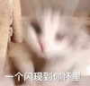 萌宠 猫星人 一个闪现到你怀里 开心 呆萌 可爱