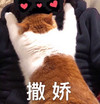 萌宠 猫星人 撒娇 抱抱 呆萌 可爱