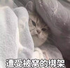 萌宠 猫星人 遭受被窝的绑架 不想起床 呆萌 搞怪