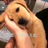 萌宠 汪星人 空虚可怜 无助 憨憨 可爱