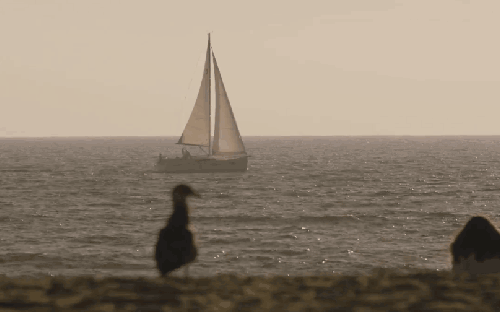 帆船 海洋 海绵 海鸥 纪录片 美国