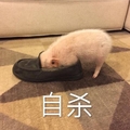 皮鞋  地毯 宠物猪 自杀