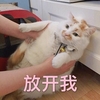 萌宠 喵星人 放开我 别搞我 呆萌 憨憨