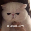 萌宠 猫星人 脸大吃你家大米了 生气 可爱 呆萌