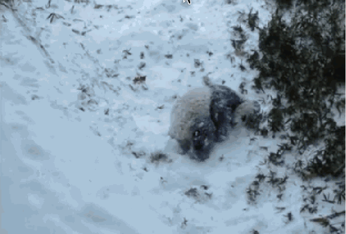 熊猫 下雪 滚 萌