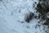 熊猫 下雪 滚 萌