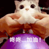 萌宠 喵星人 加油 打气 鼓励 呆萌