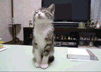 喵星人 萌萌哒 打瞌睡 困 晚安 累了