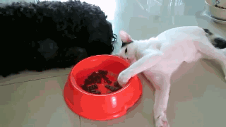喵星人 猫咪 可爱 萌宠