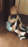 猫咪 萌宠 可爱 喵星人