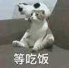 萌宠 猫星人 等吃饭 开心 呆萌 可爱