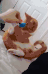 猫咪 玩耍 摔跤 卧室