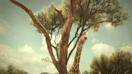 长颈鹿 树 亲子 捉迷藏 可爱 萌 温馨的 giraffe