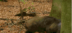 动物 打架 神话的森林 纪录片 野猪
