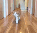 猫咪 喵星人 搞笑 可爱 淘气