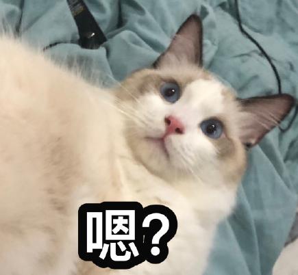 萌宠 猫咪 可爱 喵星人 文字表情包