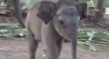 不 宝贝 大象