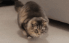 猫咪 可爱 喵星人