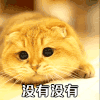 萌宠 猫星人 没有没有 否认 呆萌