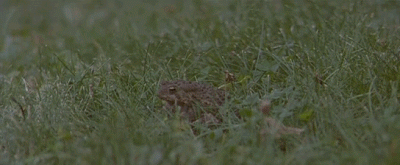草地 青蛙 安静 注视