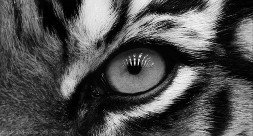 老虎  黑色和白色 动物 眼睛