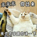 过来 恋爱 猫