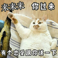 过来 恋爱 猫 搞怪 逗