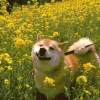 柴犬 打喷嚏 狗 汪星人 过敏 春天 油菜花 春游 三月 花开时节 春分