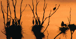 多瑙河-欧洲的亚马逊 悠闲 纪录片 美 苍鹭 黄昏