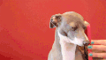YouTube 有趣的 克米特 可爱的 狗 珍娜大理石 kermieworm 银色的独角兽 妙妙狗
