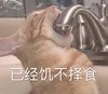 萌宠 喵星人 饥不择食 太饿了 搞怪 逗