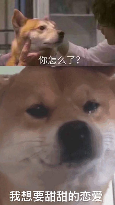 流泪汪 伤心 怎么了 狗 狗狗 柴犬 萌宠 恋爱