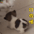 萌宠 猫 打你哦 生气 soogif soogif出品