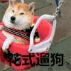 遛狗