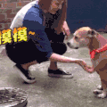 狗 可爱 卖萌 搞怪 搞笑