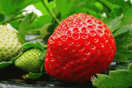 水果 草莓 新鲜 红彤彤